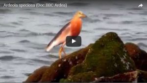 Read more about the article Video Bird Watching Ancol Jakarta (BBC)